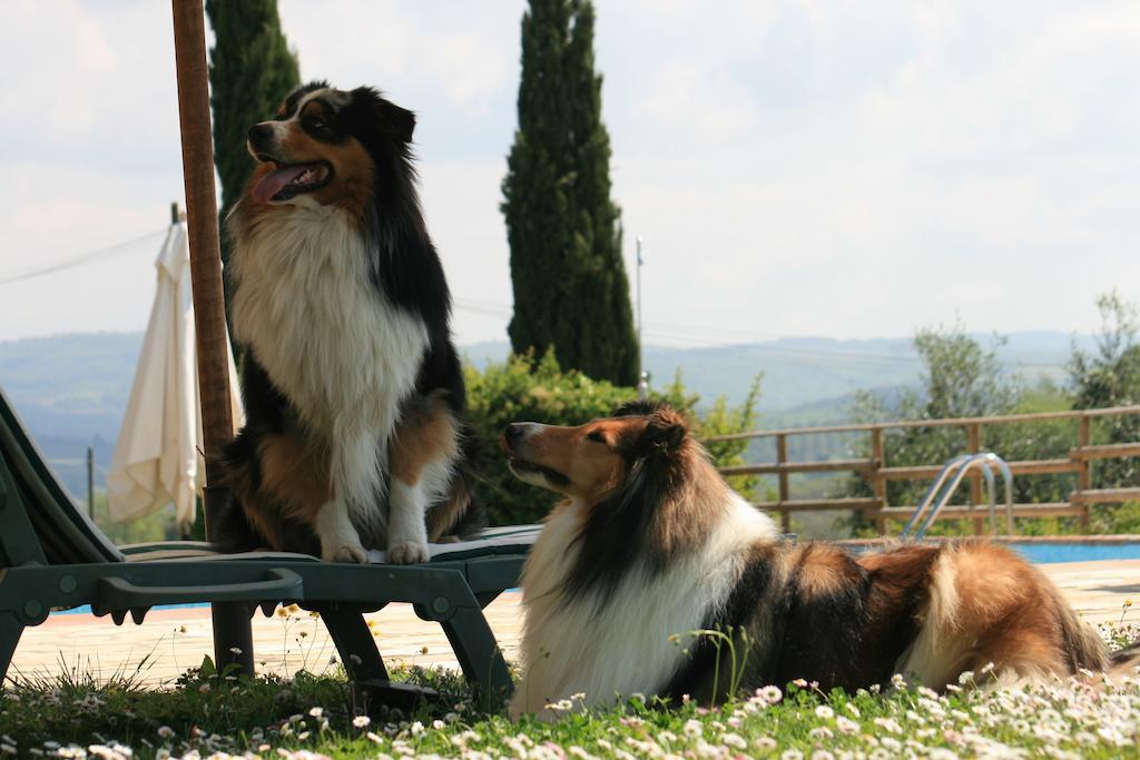 Agriturismo il Torrione Lecchi Esterno foto